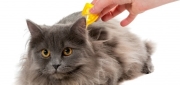 Cat Flea & Tick Control