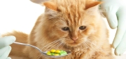 Cat Nutrition & Supplements