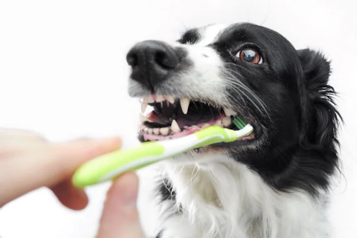 Dog Dental Care