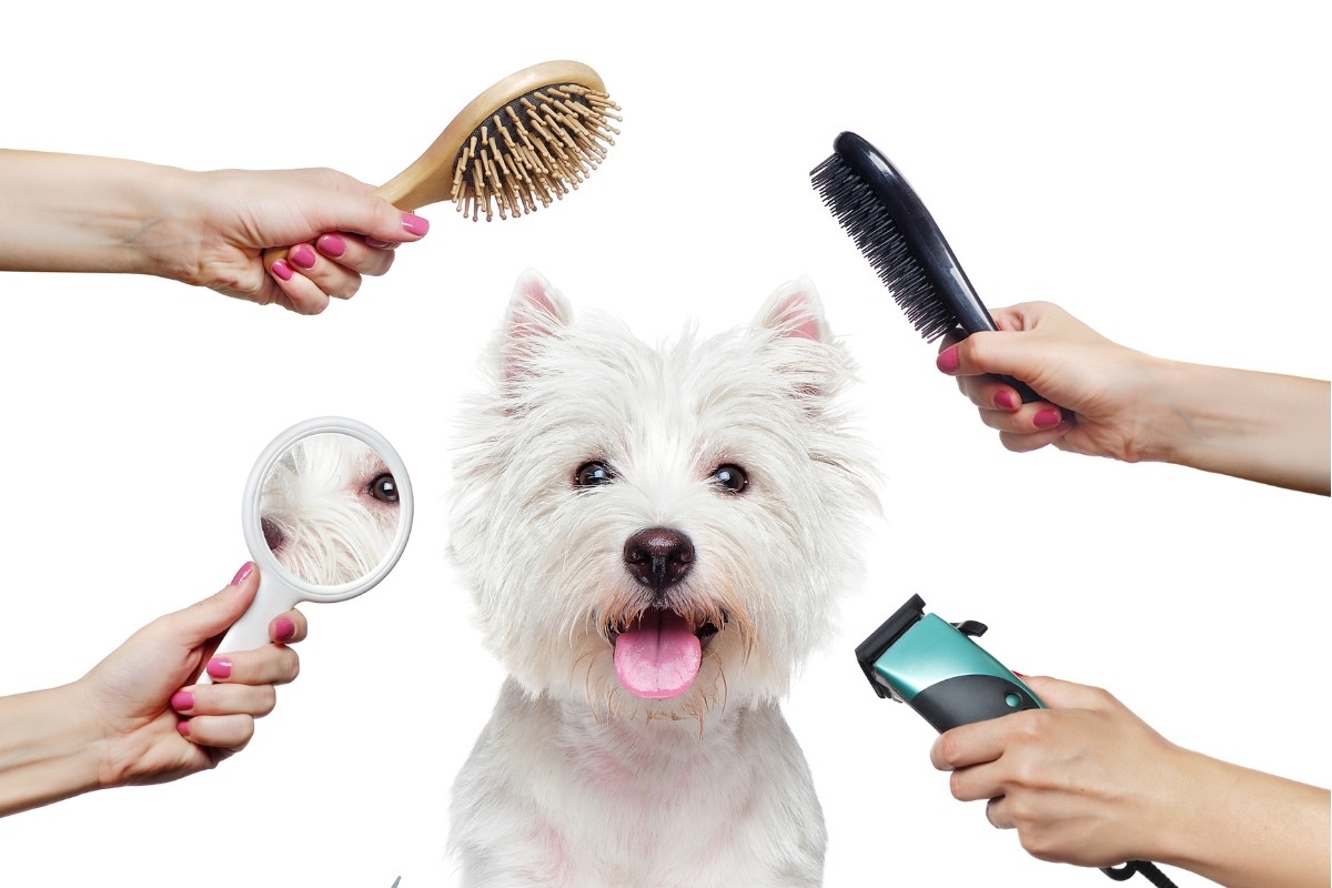 Dog Grooming