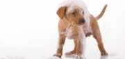 Dog Shampoos, Conditioners & Sprays