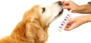 Dog Nutrition & Supplements