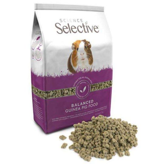 Daily guinea pig best sale food