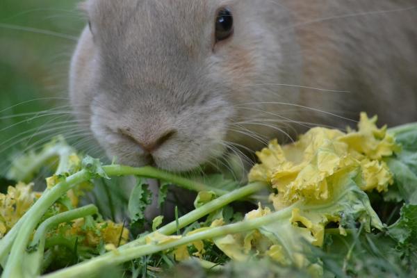 A Complete Guide on What to Feed Your Beloved Rabbits