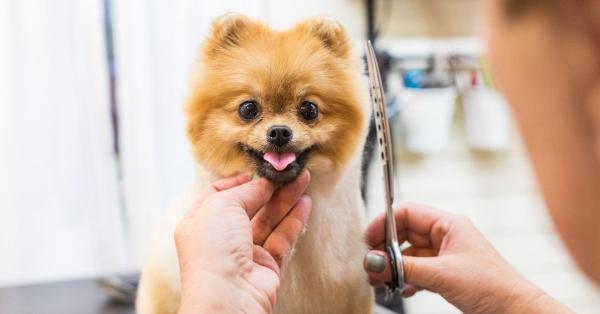 6 Fun Ways to Pamper Your Pooch This Week
