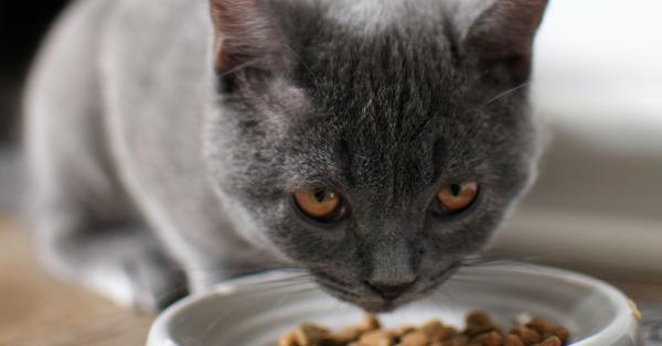 Cat Digestion: Why Shuld You Give Your Cat Digestive Food?