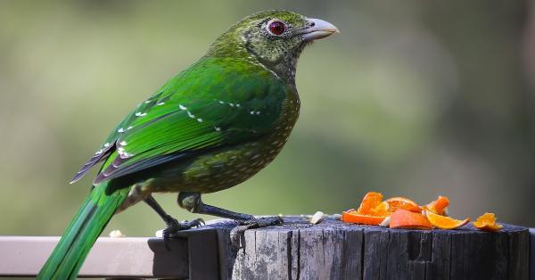 What's the Best Way to Choose Healthy Bird Food?