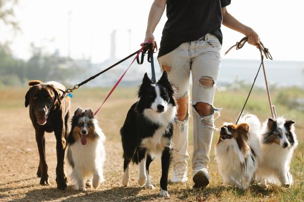 Keeping Your Pup Cool: The Best Time to Walk Your Dog in Hot Weather
