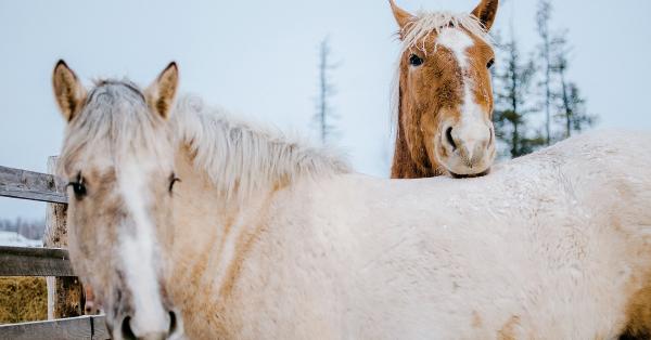 The Importance of Giving Your Horses Vitamins During Winter