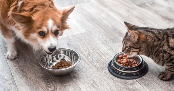 Top Digestive Aids for Dogs and Cats