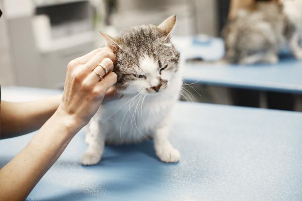 Keeping Your Cat's Ears Healthy: A Guide to Preventing Ear Problems