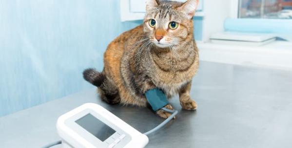 Normal Dog & Cat Blood Pressure: Tips for Measuring & Maintaining Pet Health