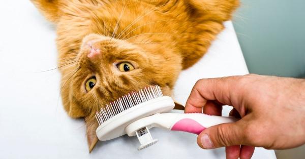 3 Top Tips for Looking After your Cat's Skin & Coat