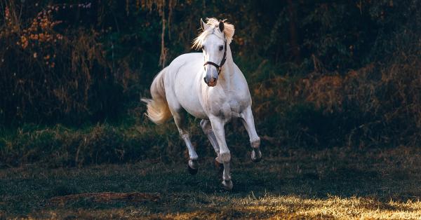 What's the Best Tapeworm Wormer for Horses?