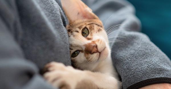 The Ultimate Guide to Cat Stress Relief