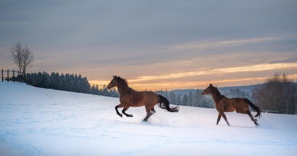 Expert Tips for Keeping Your Horse Cosy and Warm During Winter