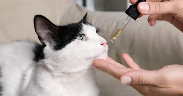 CBD Cat Treats: Natural Care for Feline Health - Benefits, Dosage & Tips