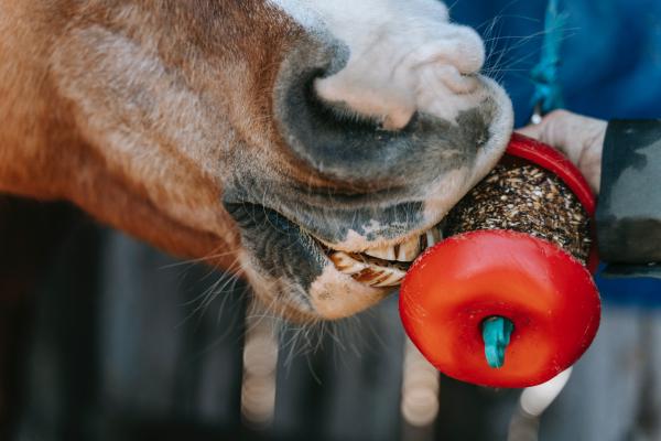 Nurturing Nobility: The Importance of Digestive Health in Horses