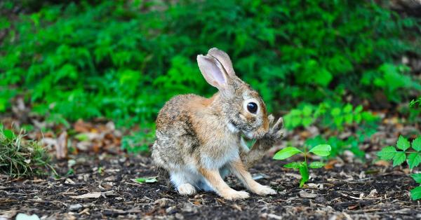 When to Seek Veterinary Advice for Rabbit Behaviours