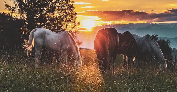 Our Ultimate Guide to Horse Worming
