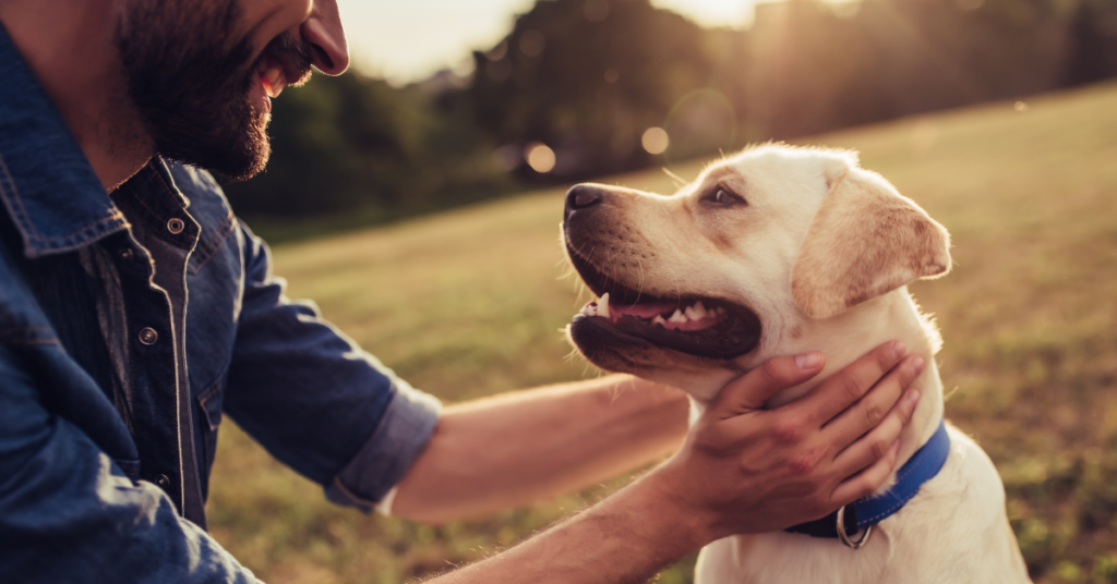 dog stress relief manchester birmingham liverpool