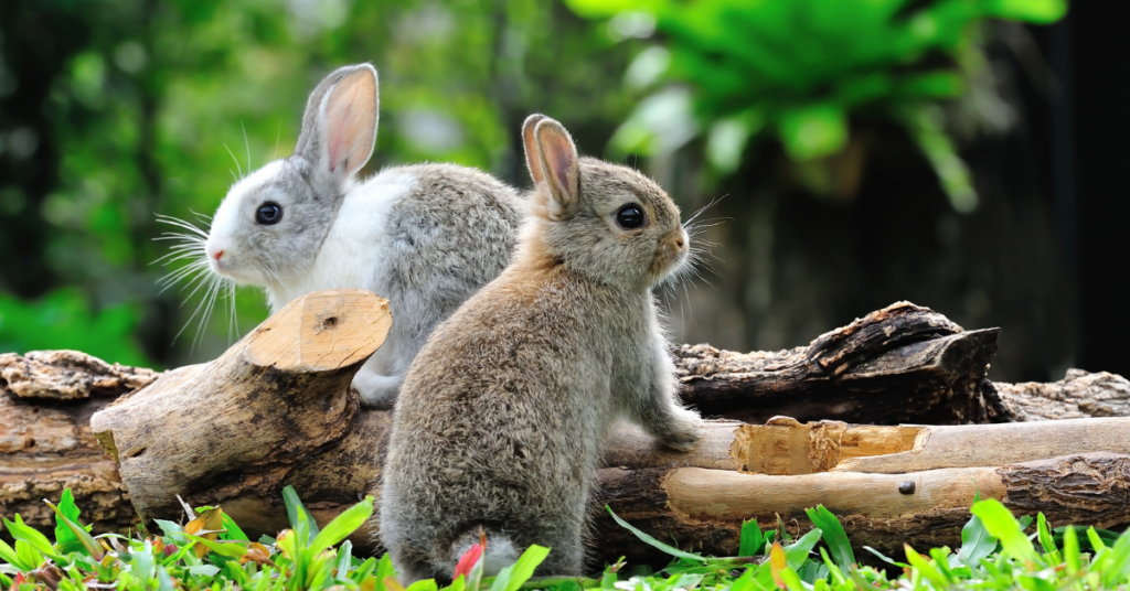 rabbit worming lice flea mite treatment