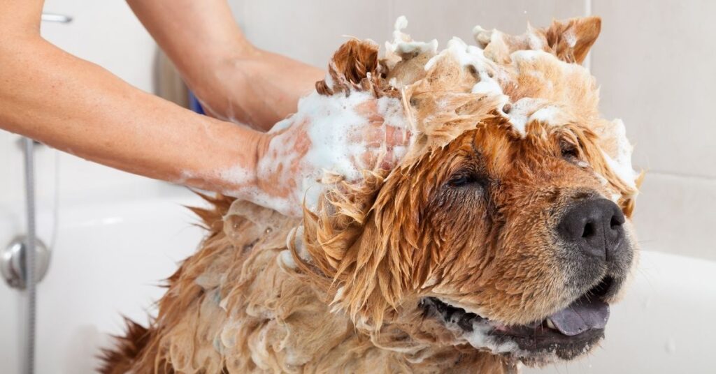 Dog Shampoo, Dog Grooming, Animology 