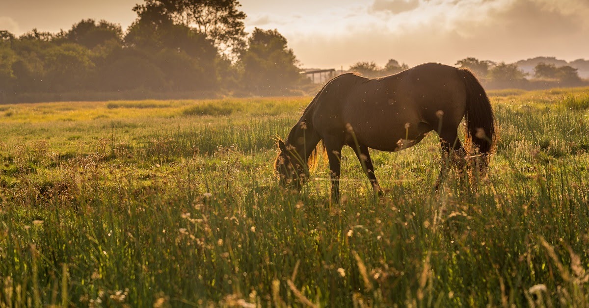 Worming, Horse Worming, Tape Worm