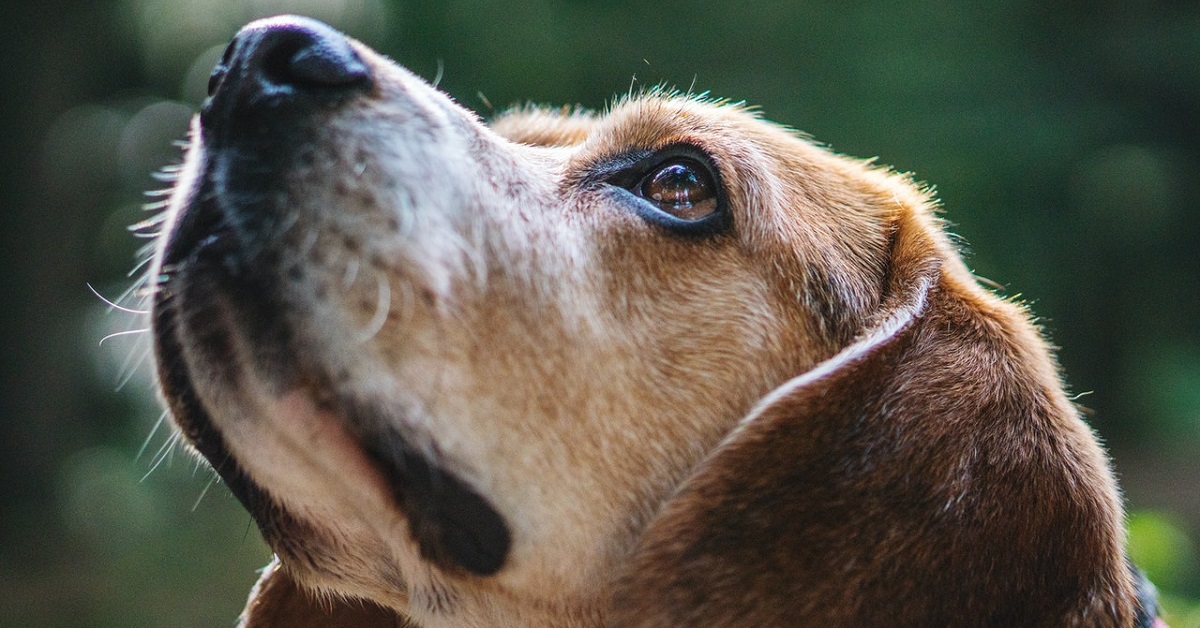 tear stains, dog tear stains, eye cleaner