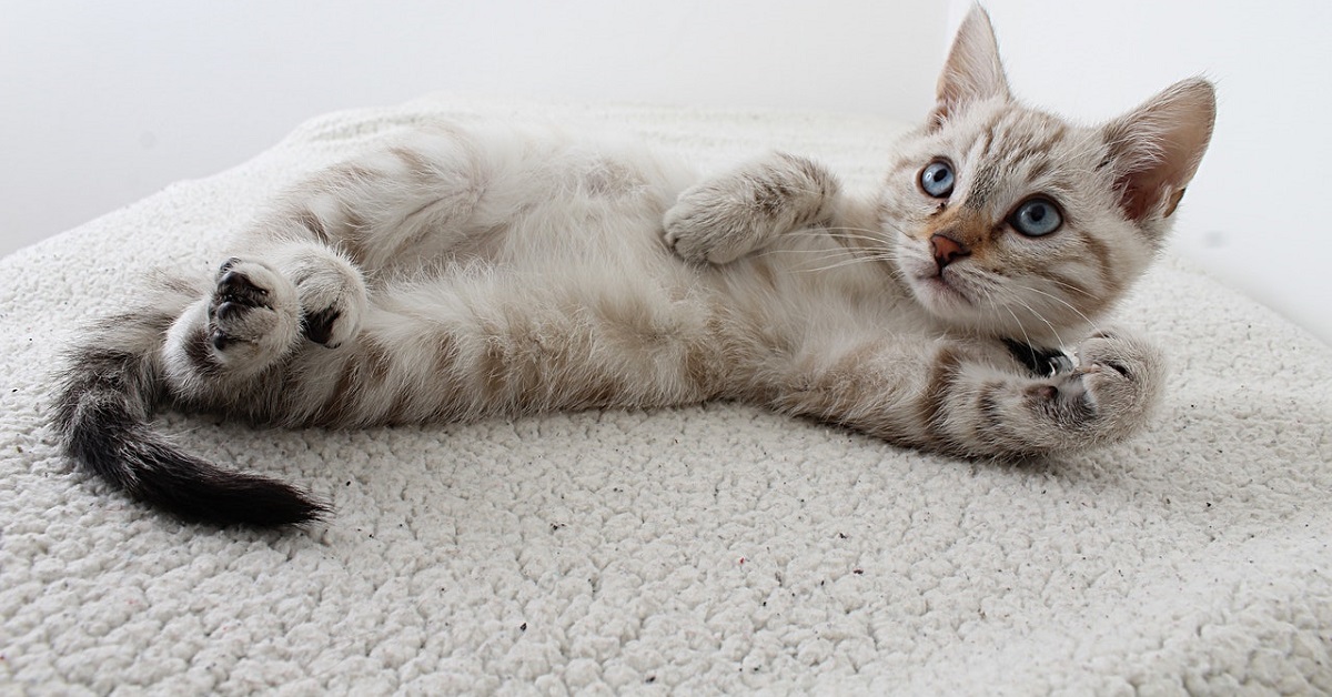 Best flea treatment at home