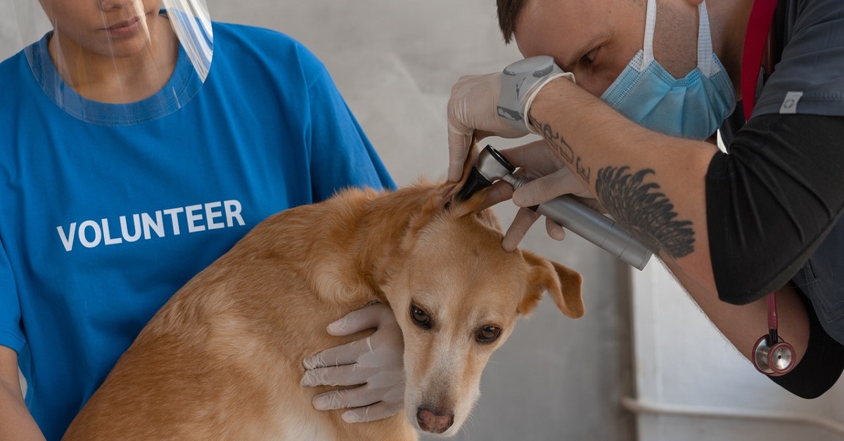 how to clean dog ears infection