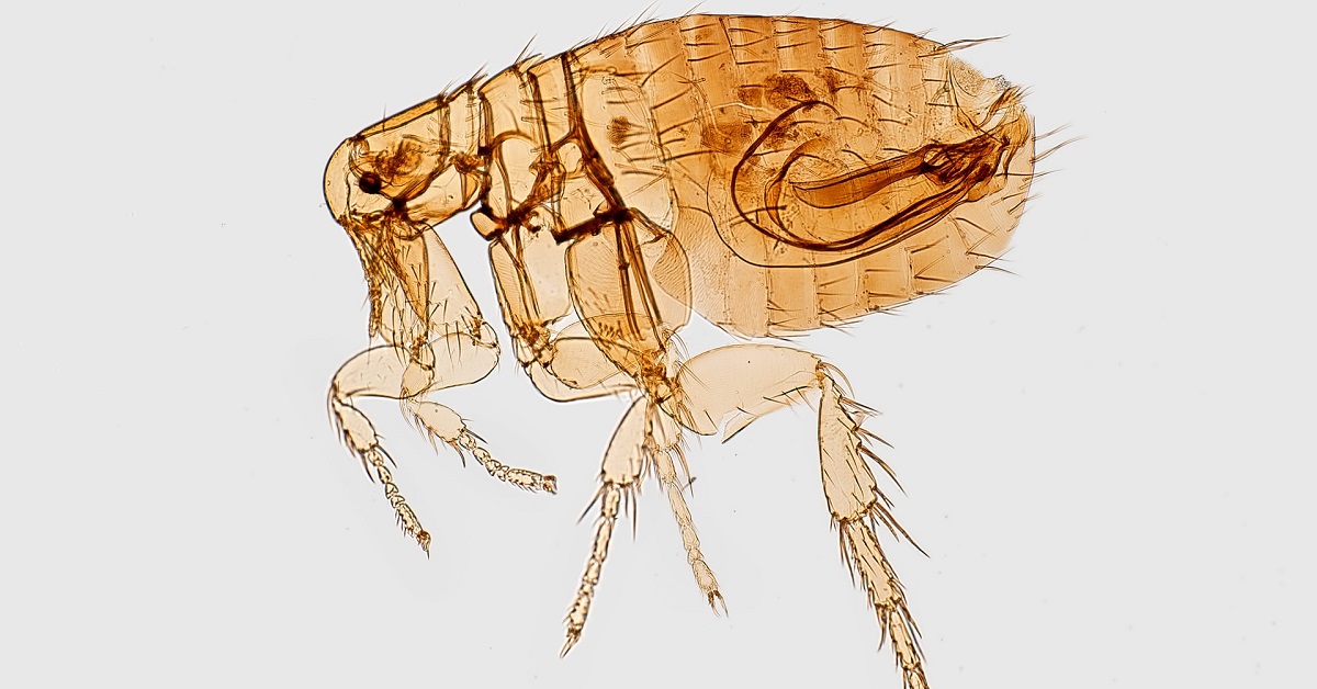 how to check for fleas on cat