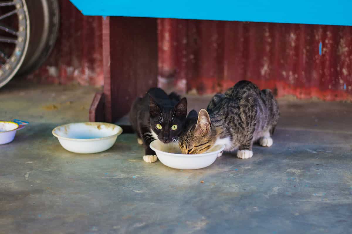 Cat Liver Disease Home Treatment Learn Shop With Vet Pharmacy