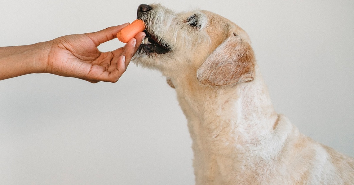 dog refusing to take medicine