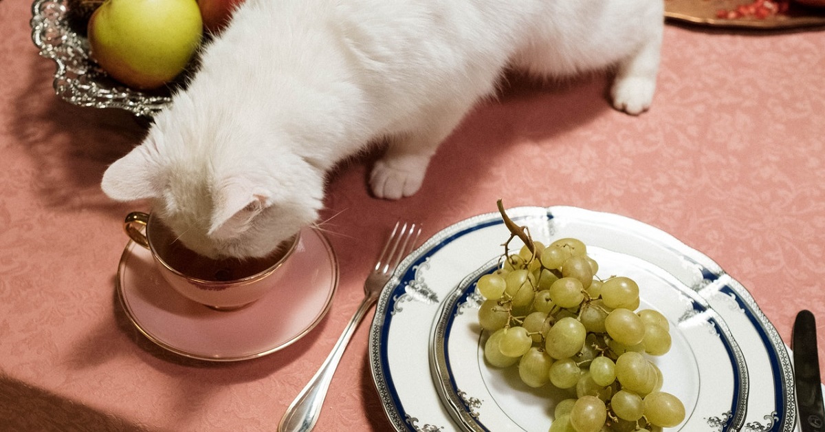 what to feed kittens 6 weeks old