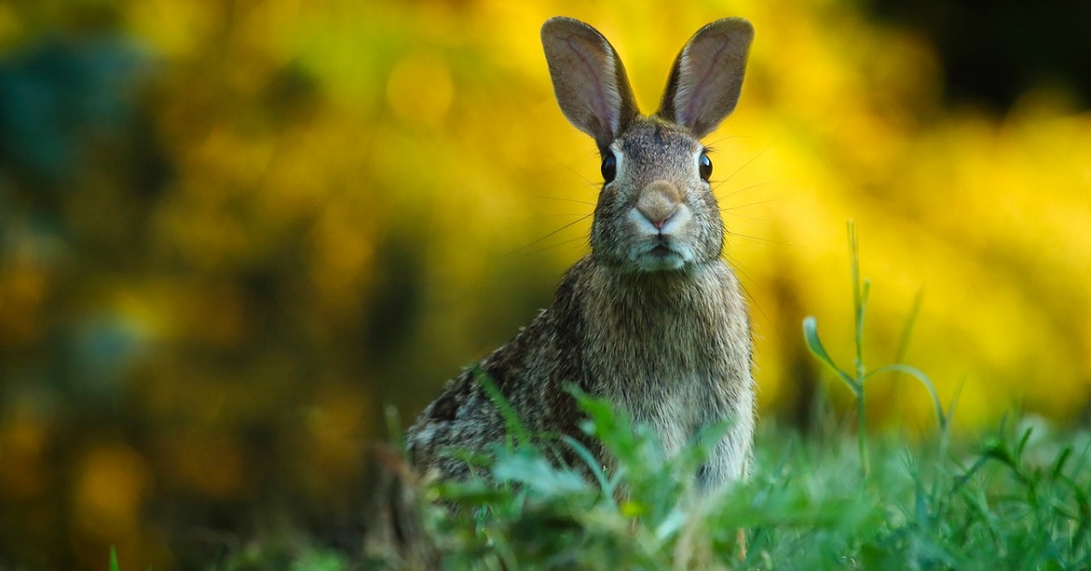 worming rabbits