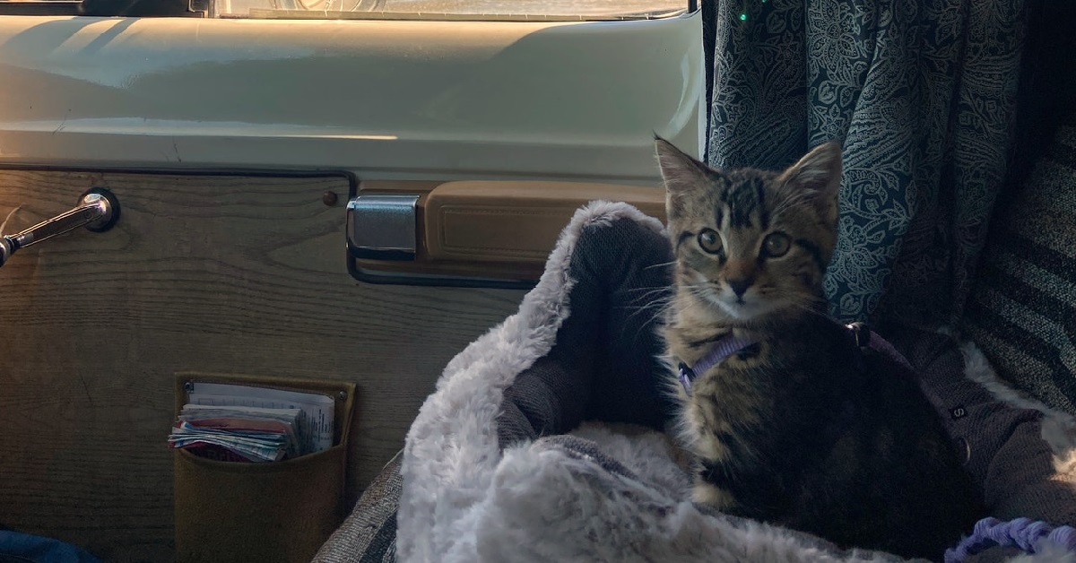 Travelling with cats in a car long distance