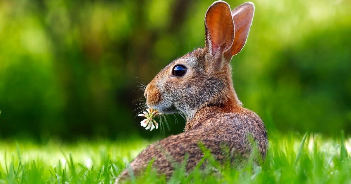 how to learn about rabbit care