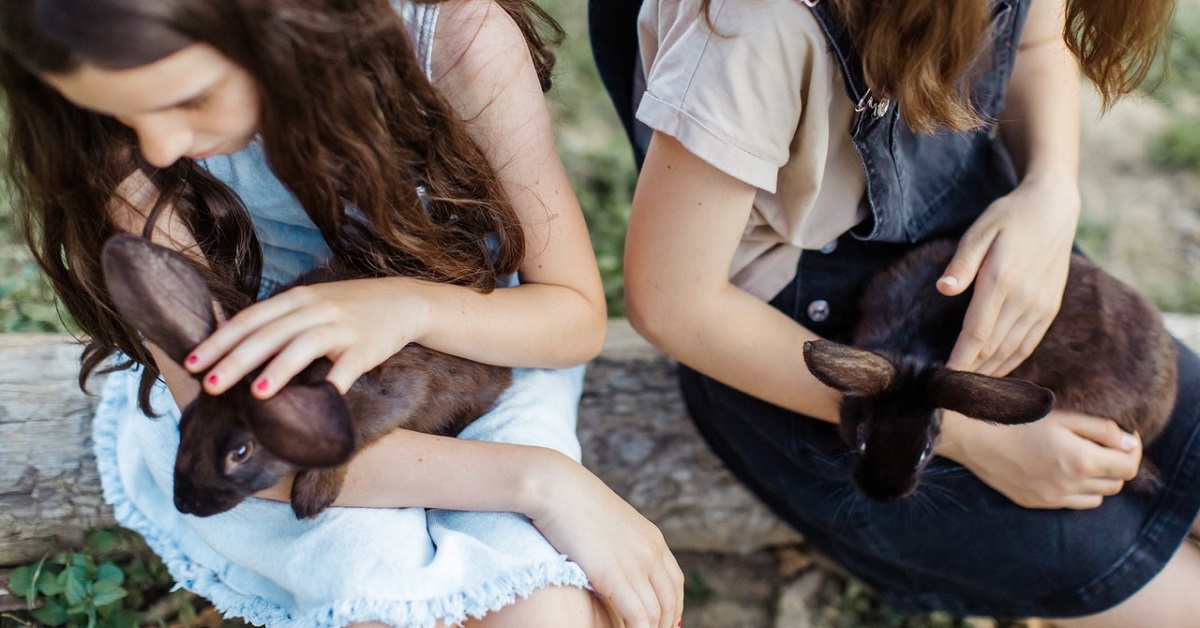 Rabbit care tips