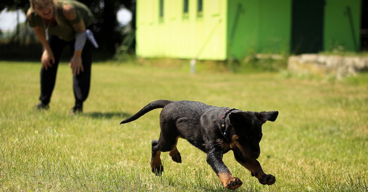 How to keep dogs cool in summer