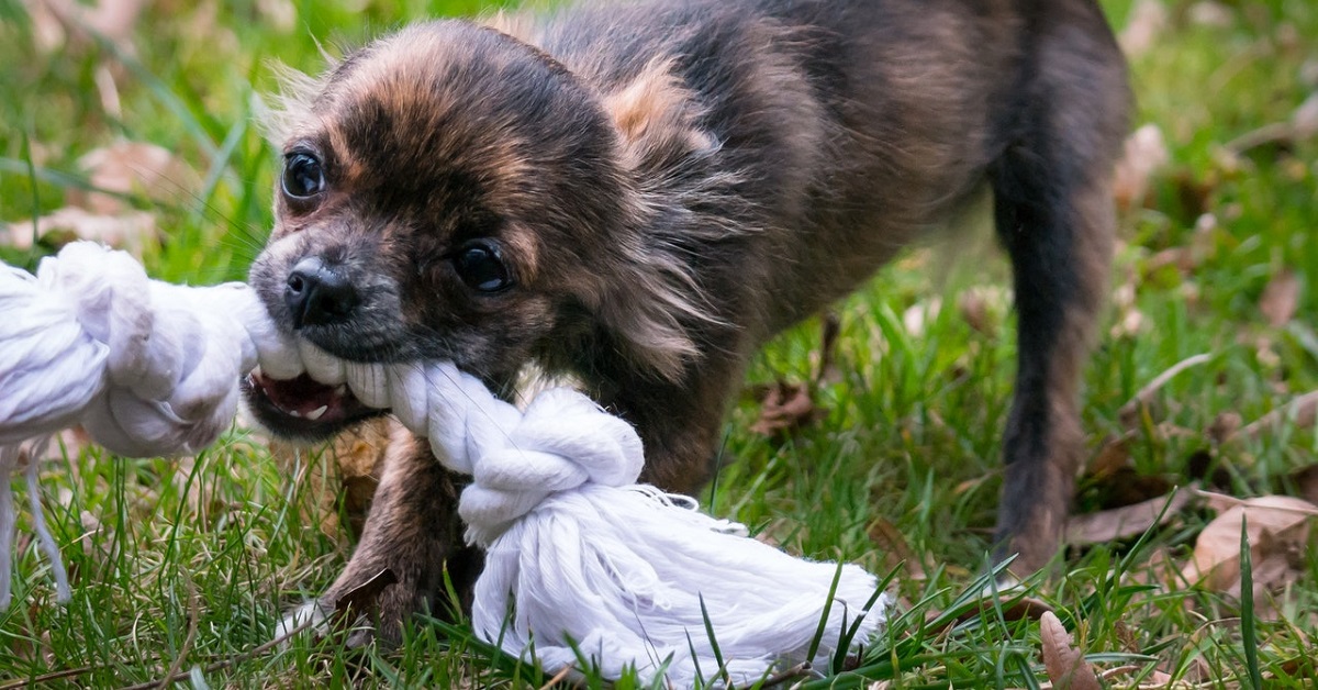 How to keep dogs cool in summer