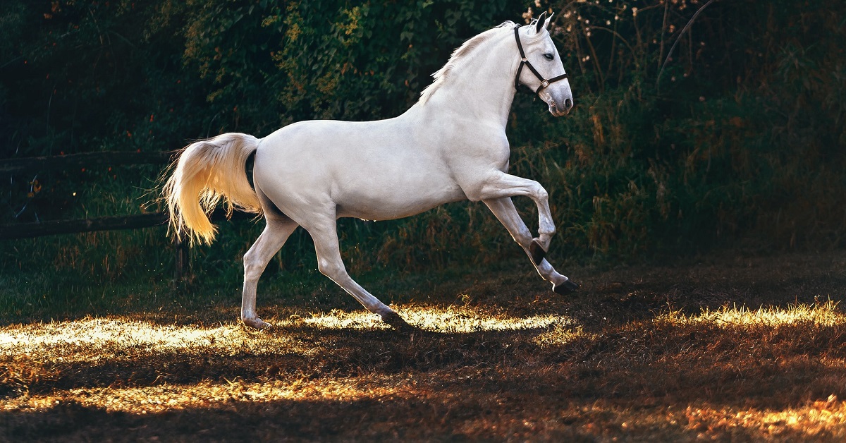 best horse fly repellent