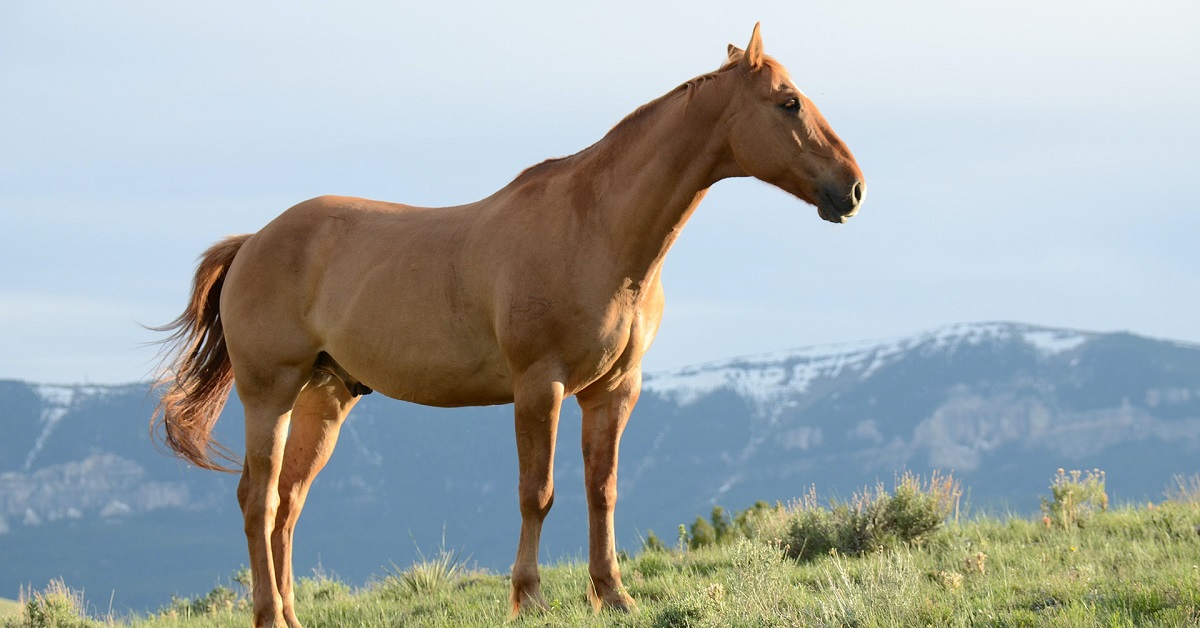 best horse fly repellent