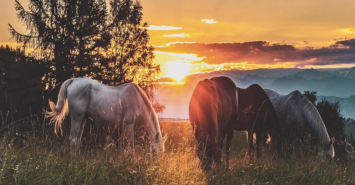 tapeworm wormer for horses