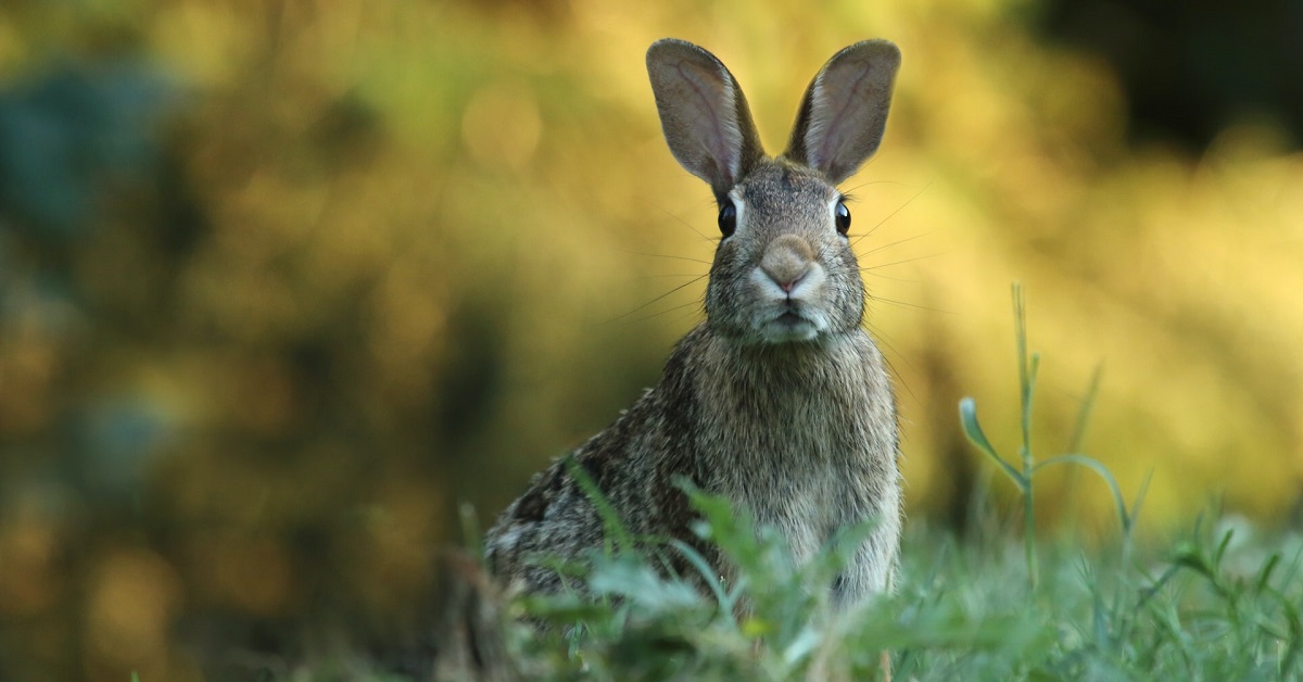 rabbit behaviours