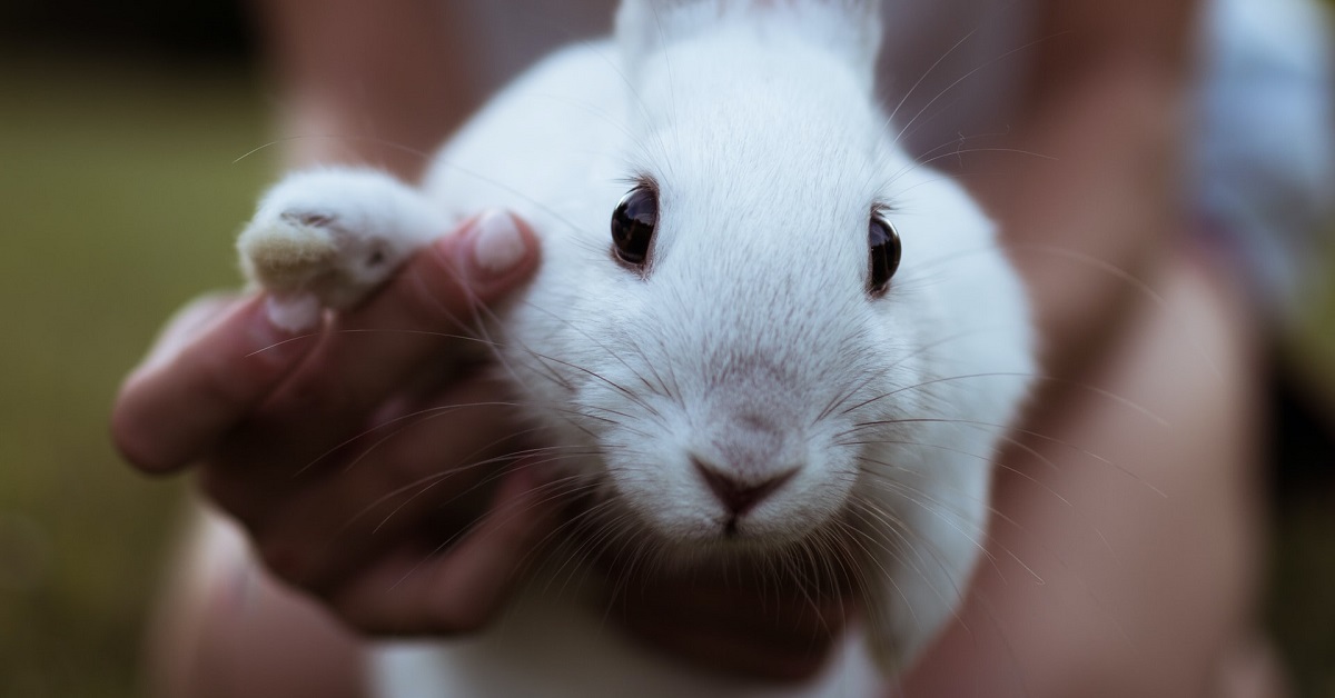 rabbit behaviours