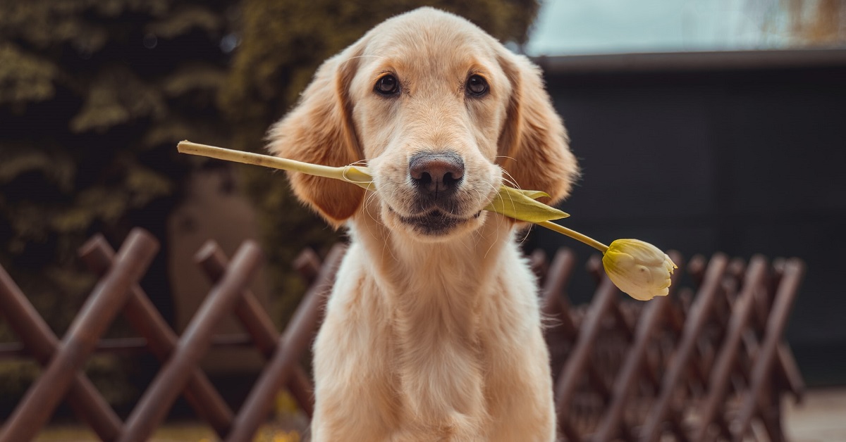 dogs & fireworks