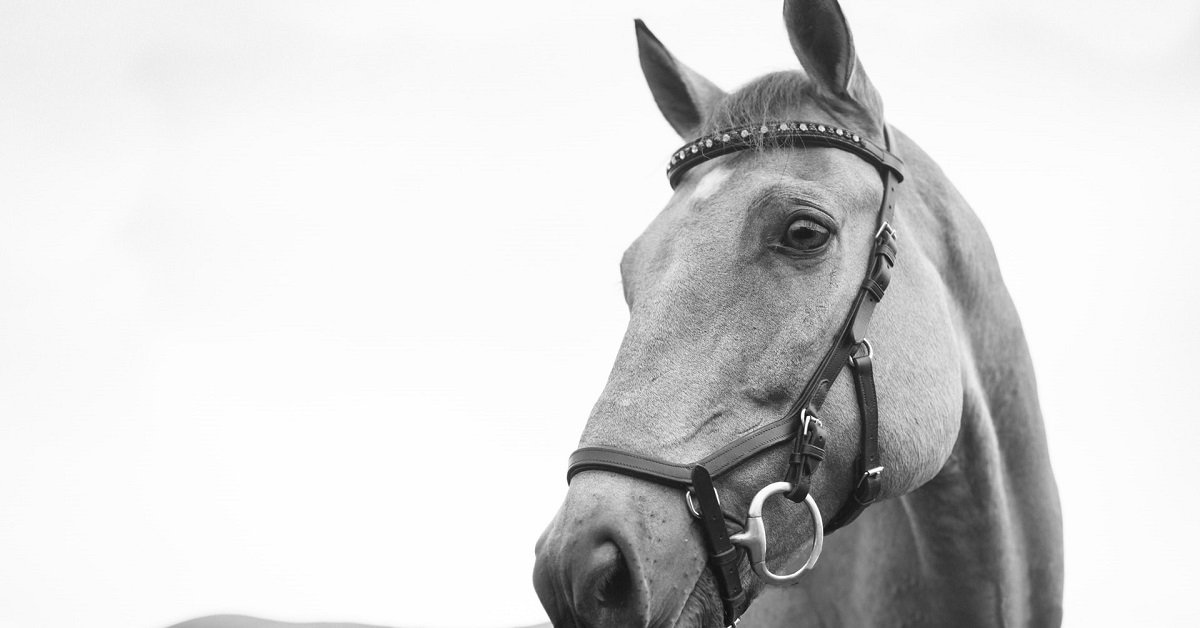 horse grooming brush