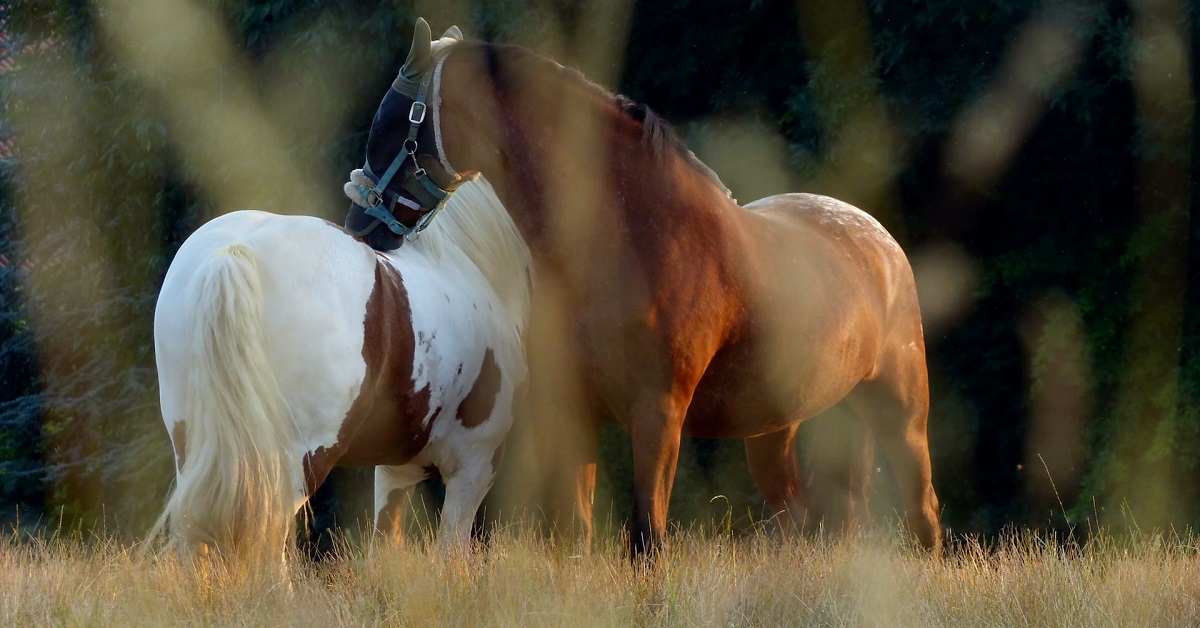 horse grooming brush