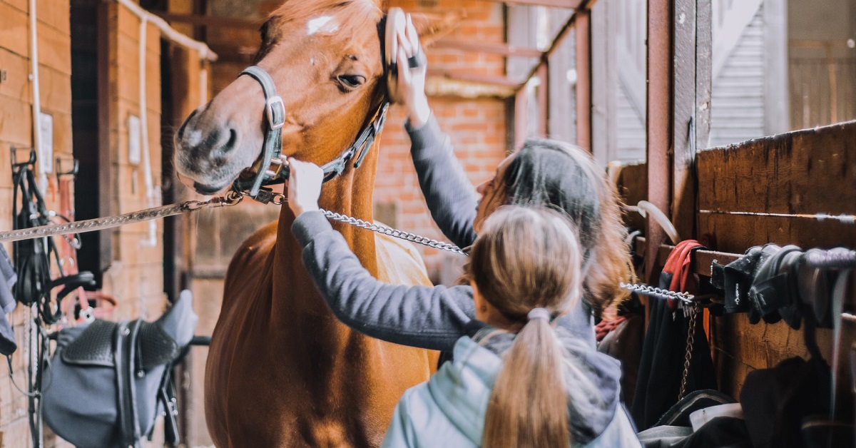 Horse touching